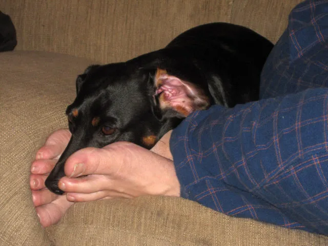 Yes, your dog can warm up your cold winter feet!... photo by Tobyotter
