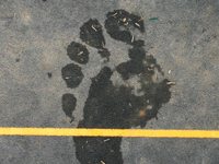 A picture of a wet footprint